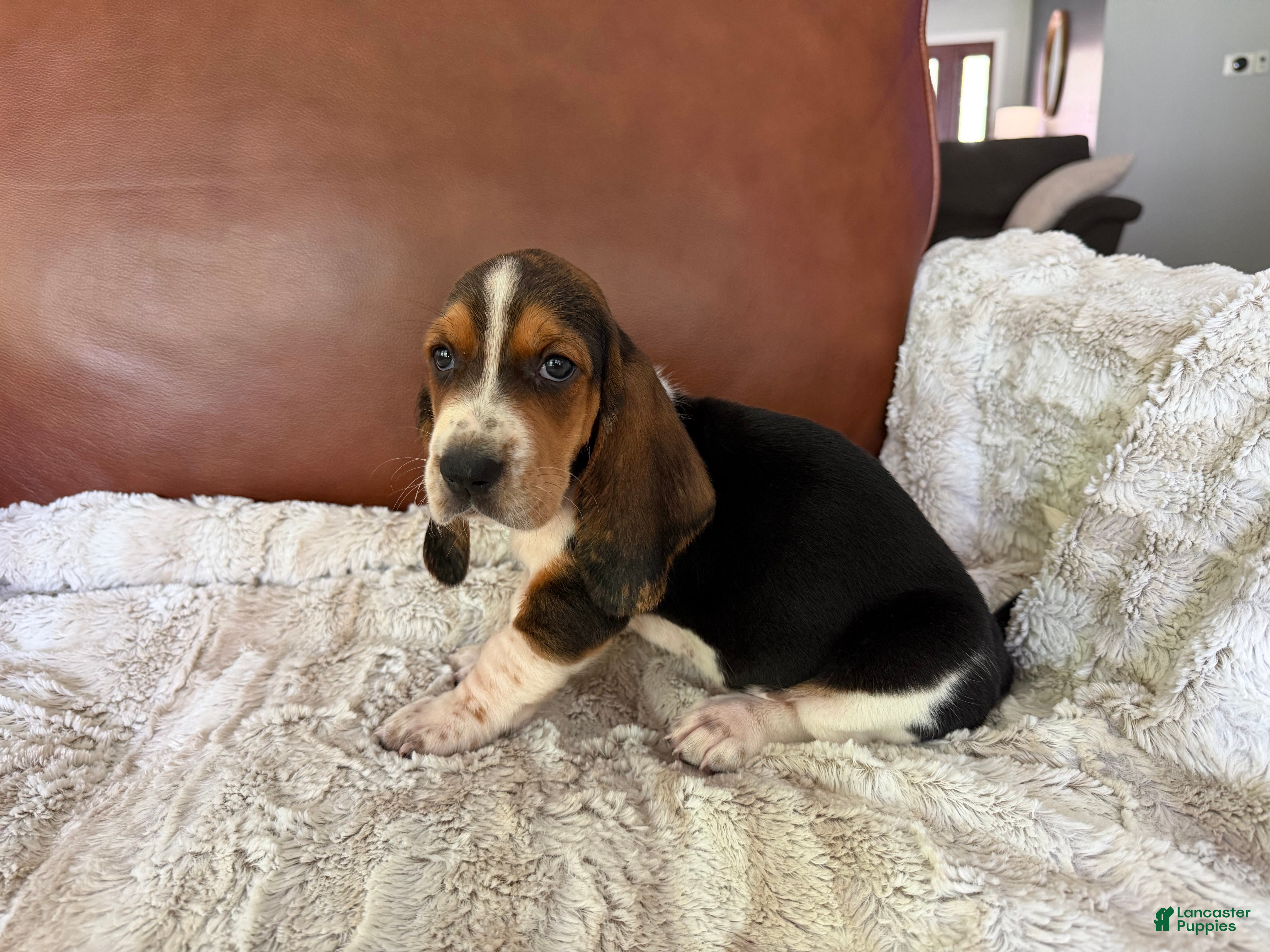 Basset Hound dogs Dorothy - Ad 2
