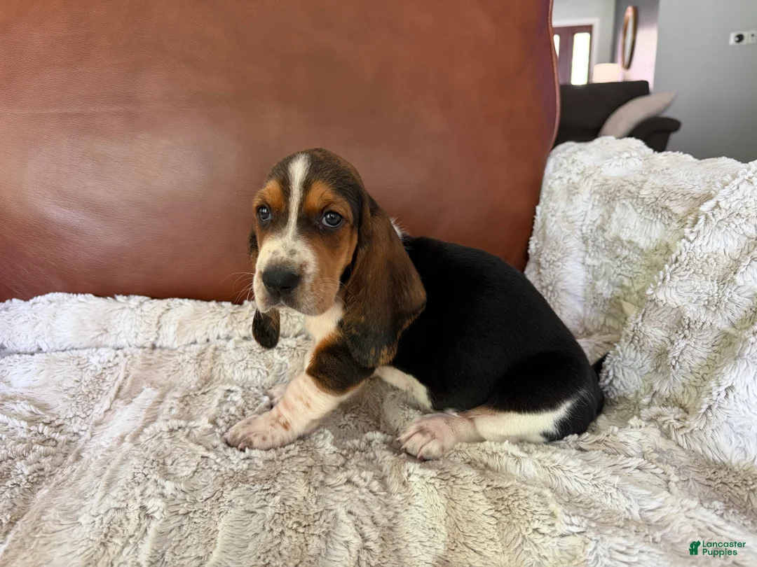 Basset Hound dogs for sale: Dorothy - Ad 2