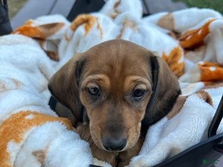 Dachshund dogs - Ad 28