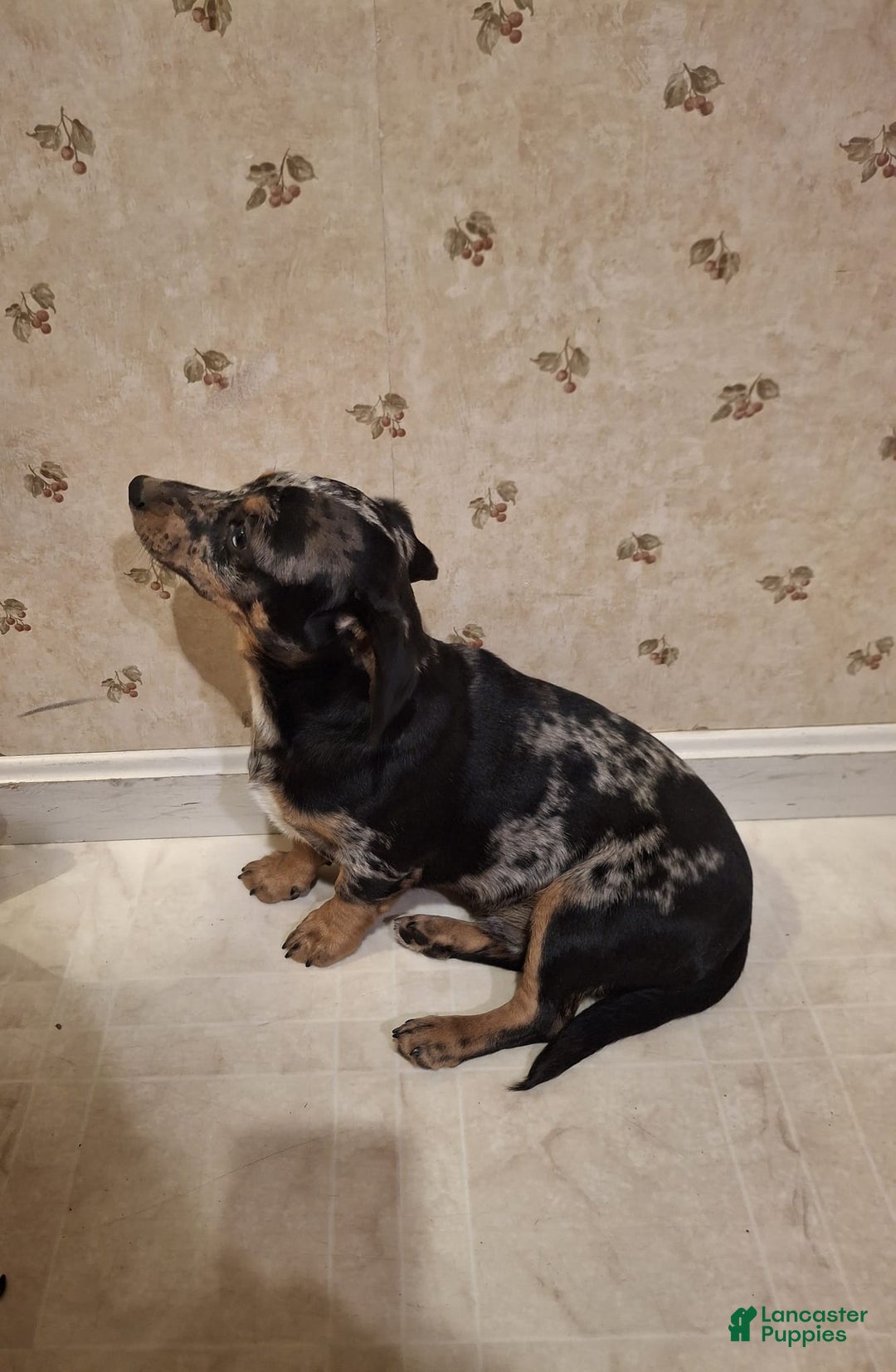 Mixed Breed dogs for sale: Teddy - Ad 3