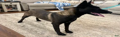 Belgian Malinois Puppy 3