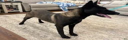 Belgian Malinois dogs for sale: Belgian Malinois Puppy 3 - Ad 1