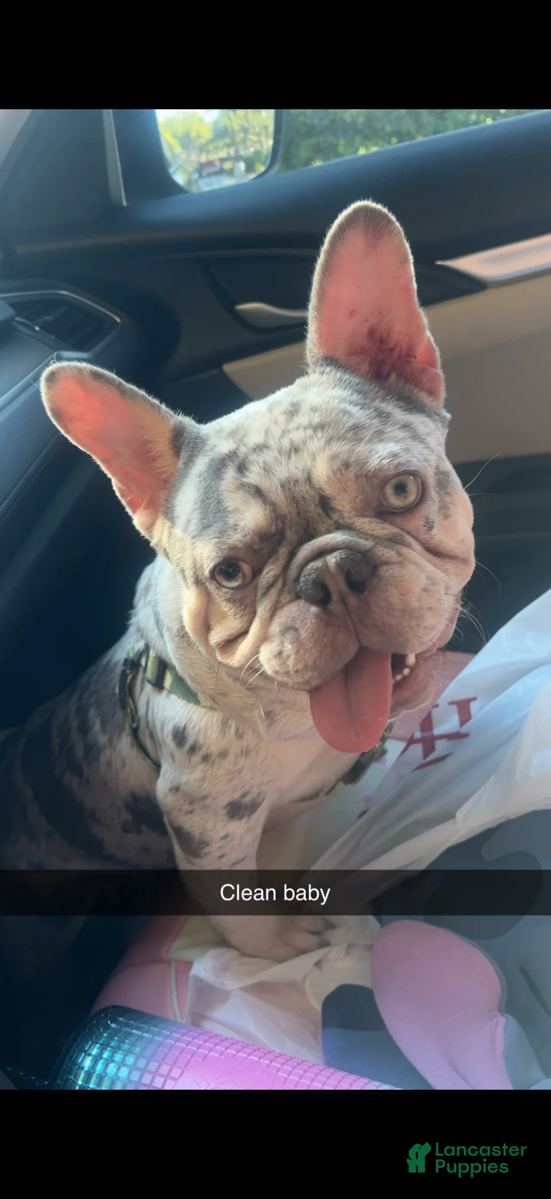 French Bulldog dogs for sale: French Bulldog Puppy 1 - Ad 2