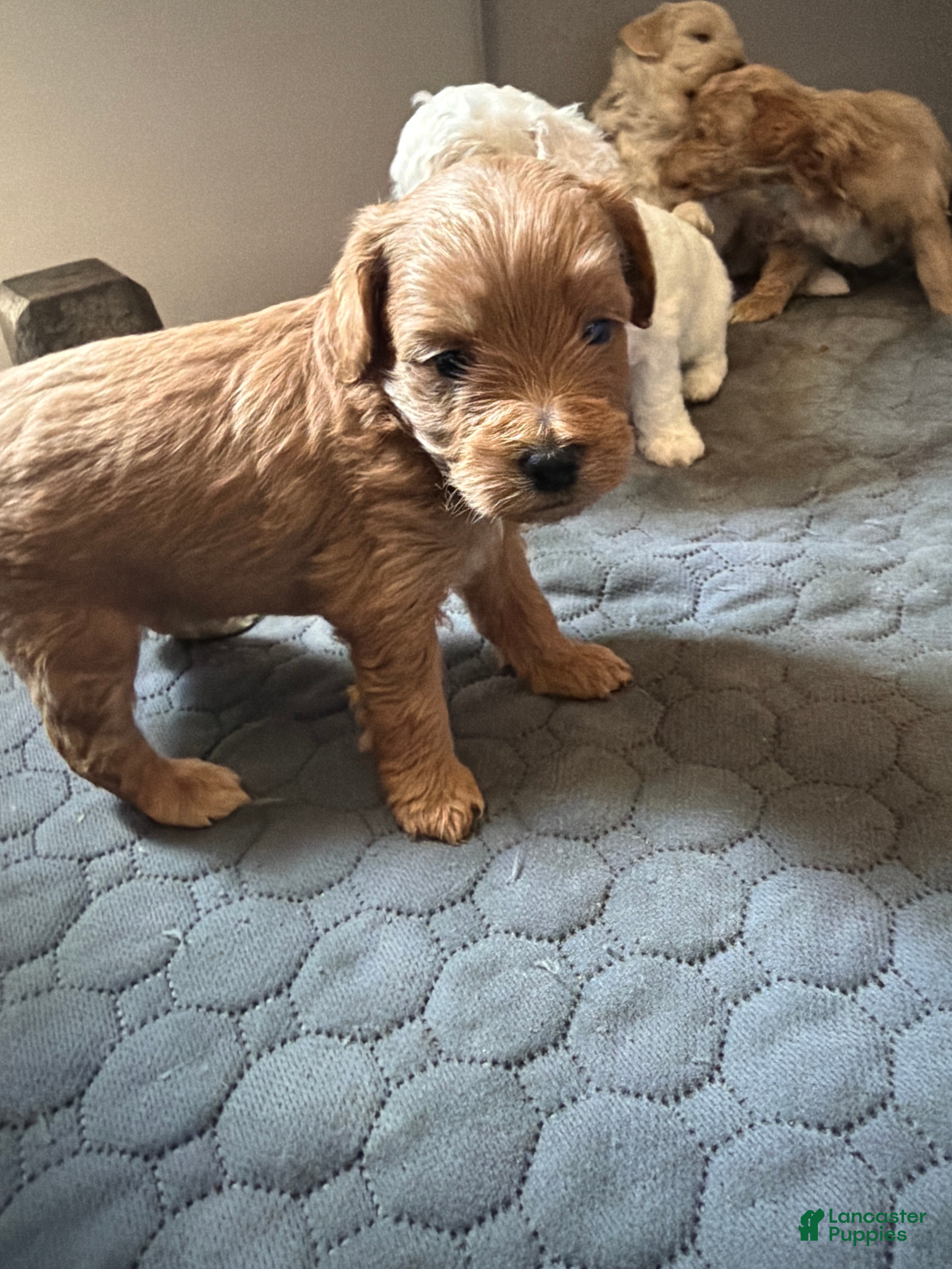 Shihpoo dogs Shihpoo 4-  Buggar - Ad 7