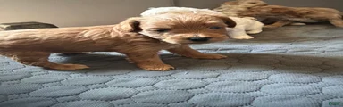 Shihpoo 4-  Buggar
