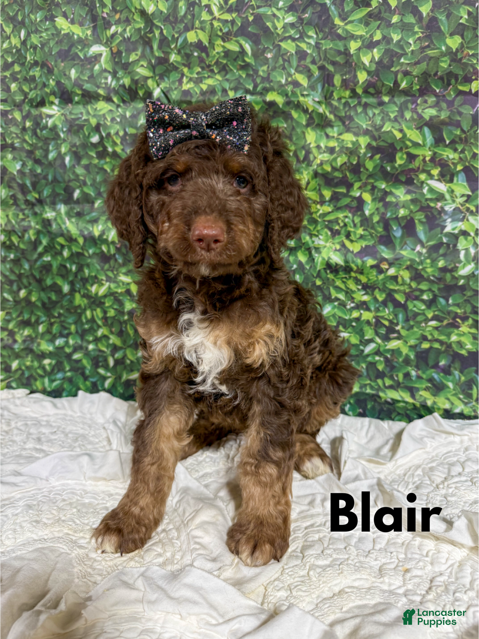 Saint Berdoodles dogs Blair - Ad 8