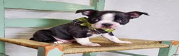 Boston Terrier dogs for sale: Joey - Ad 5