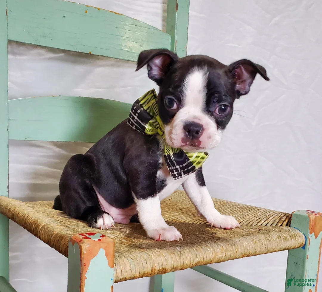 Boston Terrier dogs for sale: Joey - Ad 5