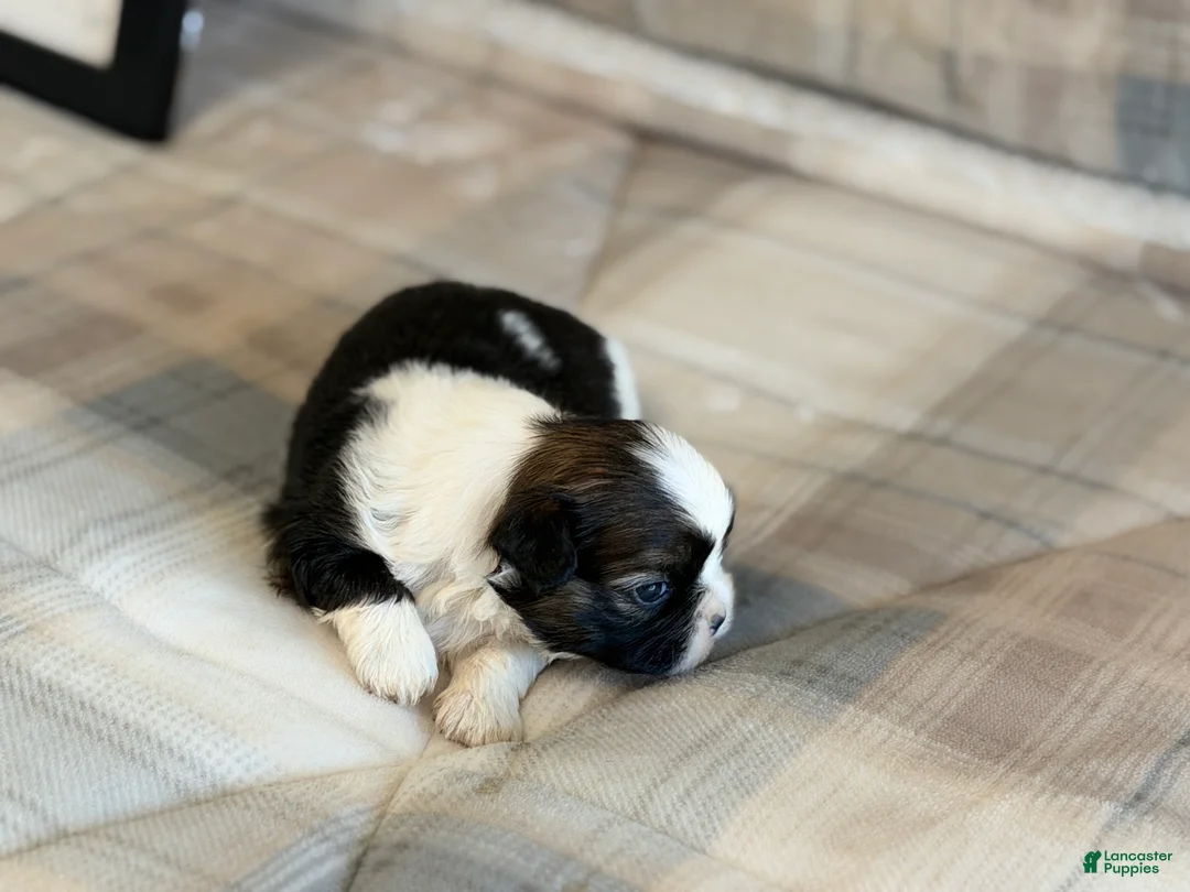 Shih Tzu dogs for sale: Bear - Ad 2