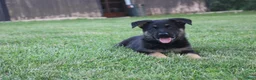 German Shepherd dogs for sale: Charlie - Ad 2