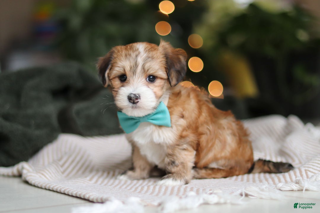 Morkie dogs for sale: Tyson - Ad 11