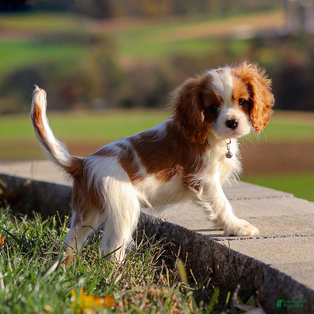 Cavalier King Charles Spaniel dogs for sale: Cash - Ad 5