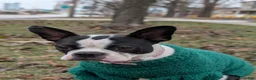 Boston Terrier dogs for sale: Chip - Ad 4