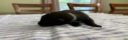 Belgian Malinois dogs for sale: Belgian Malinois 3 - Ad 2