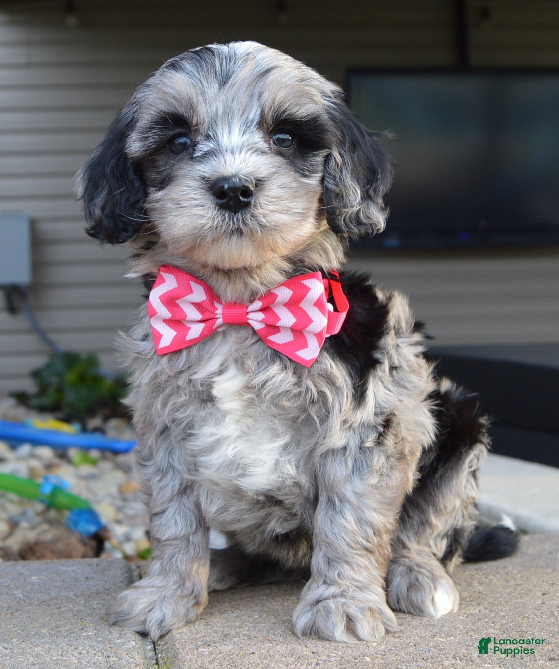 Mini Bernedoodle dogs Mini Bailey - Ad 1