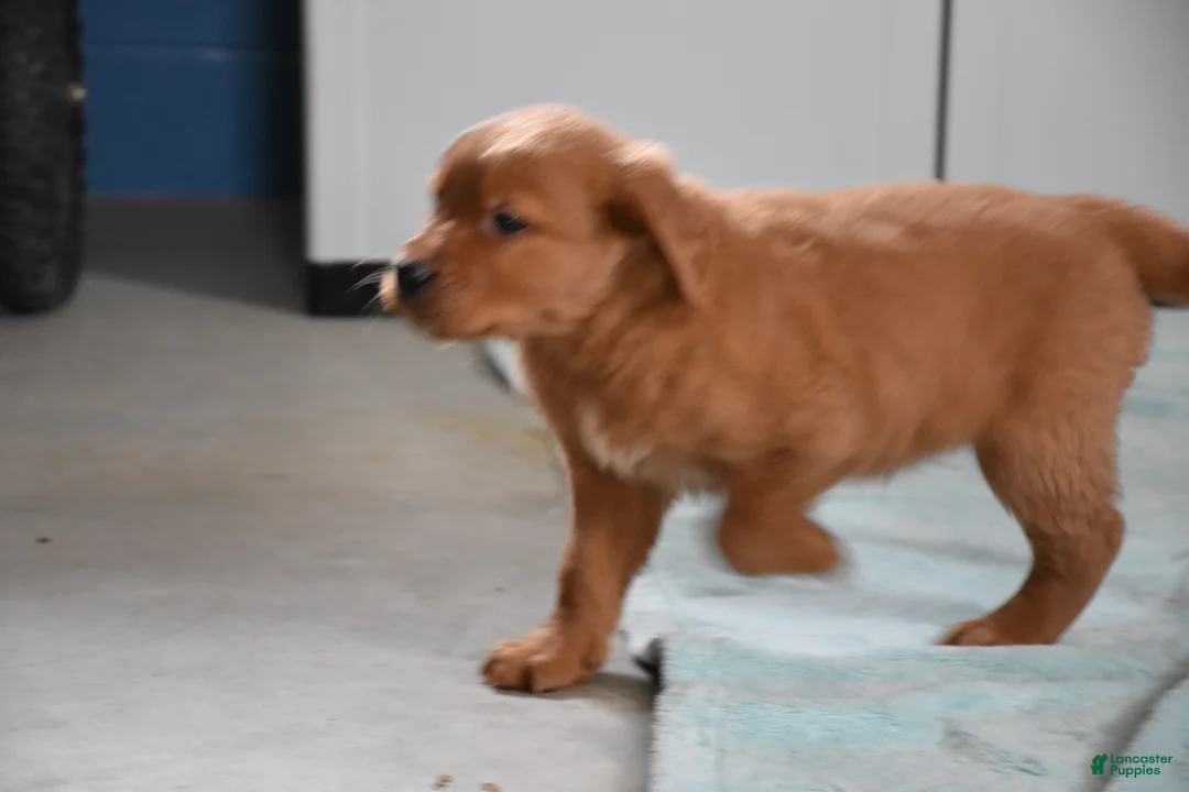 Golden Retriever dogs for sale: Walter    Genetic/OFA - Ad 13