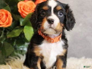 Miniature Bernese Mountain Dog dogs - Ad 2