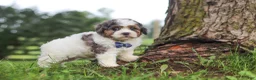 Shihpoo dogs for sale: Teddy - Ad 3