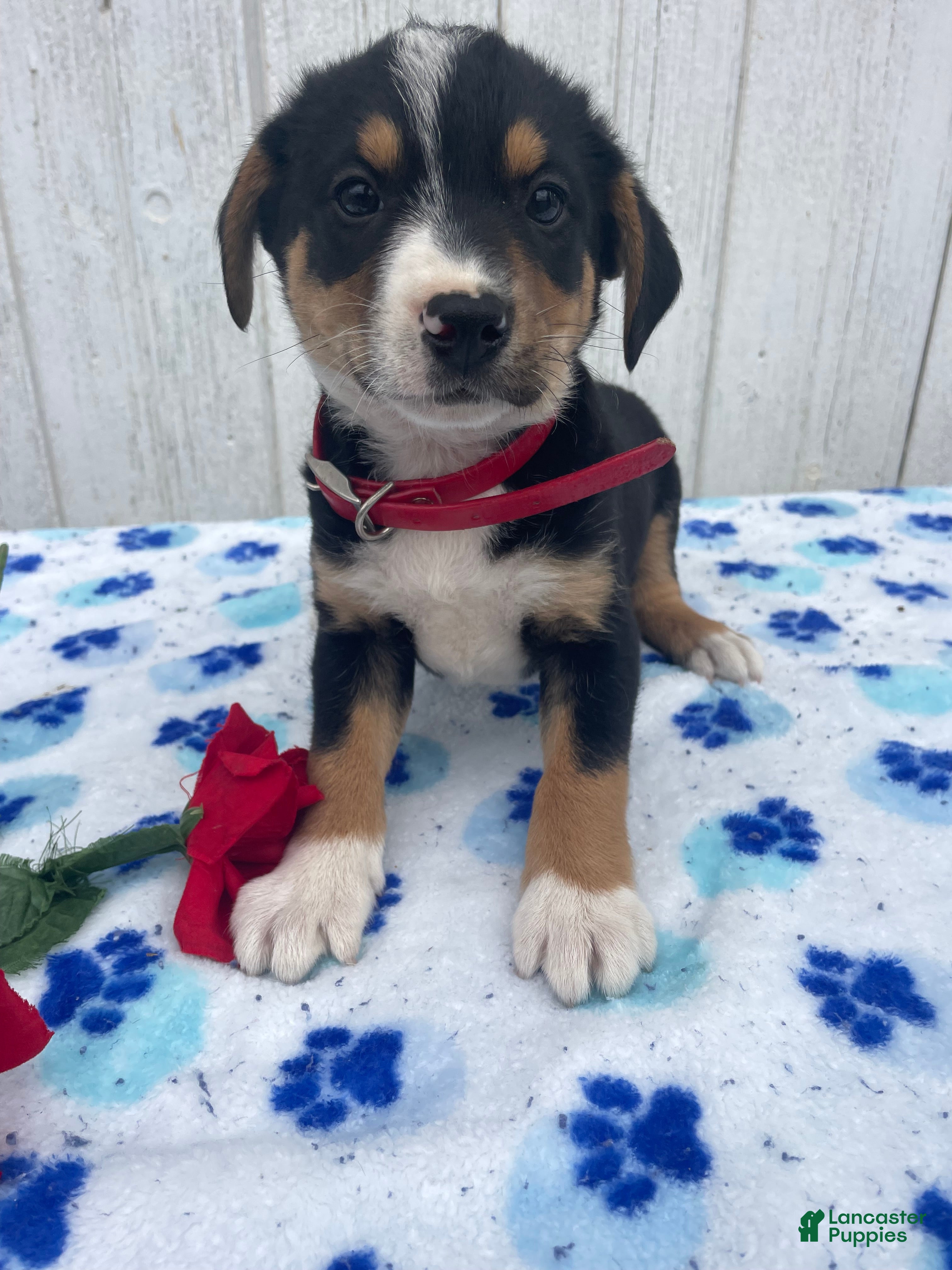 Mixed Breed dogs Baxter - Ad 28
