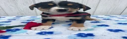 Mixed Breed dogs for sale: Baxter - Ad 1