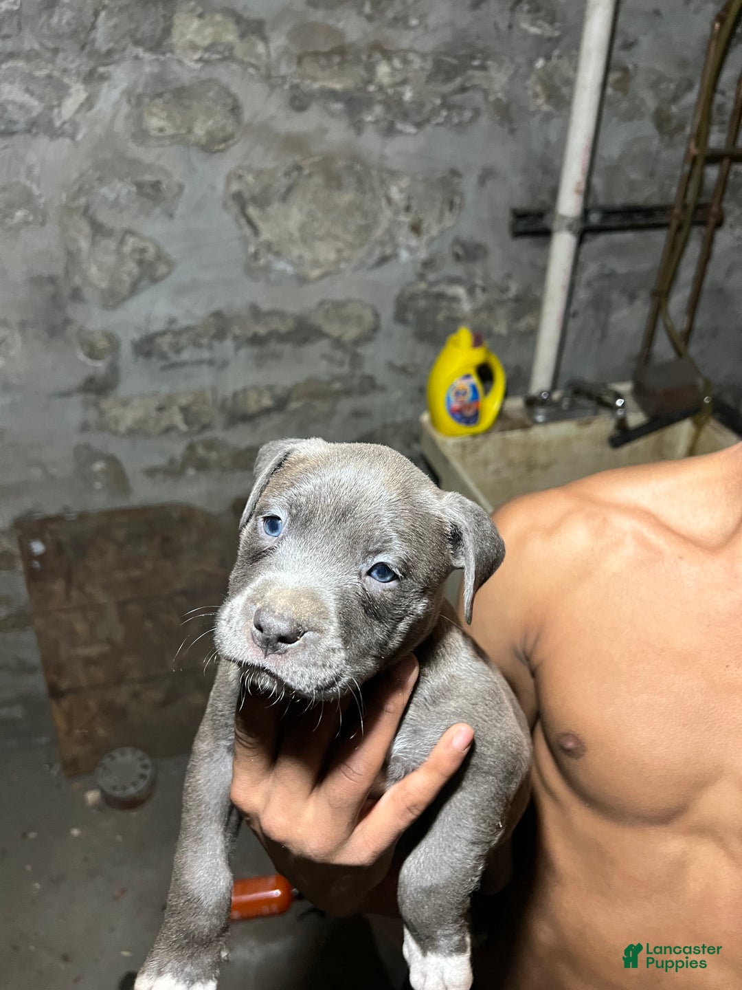 American Pit Bull Terrier dogs for sale: Pluto - Ad 2