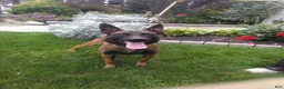 Belgian Malinois dogs for sale: Connie - Ad 6