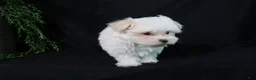 Maltese dogs for sale: Marty - Ad 2