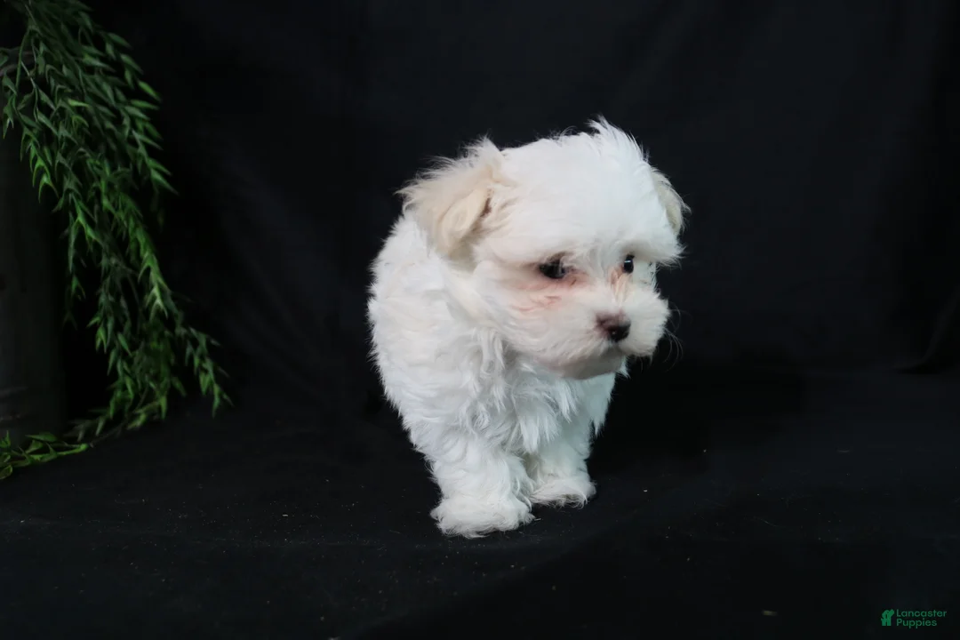 Maltese dogs for sale: Marty - Ad 2