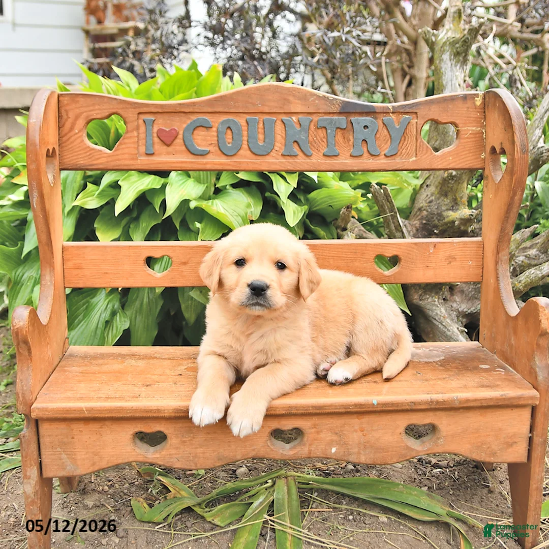 Golden Retriever dogs for sale: Dasher - Ad 1