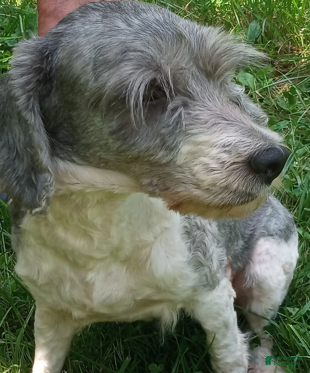 Cockapoo dogs for sale: Feather - Ad 4