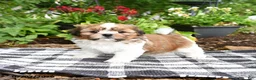 Shih Tzu dogs for sale: Betty  - Ad 2