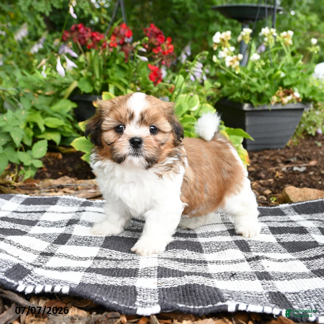 Shih Tzu dogs for sale: Betty  - Ad 2