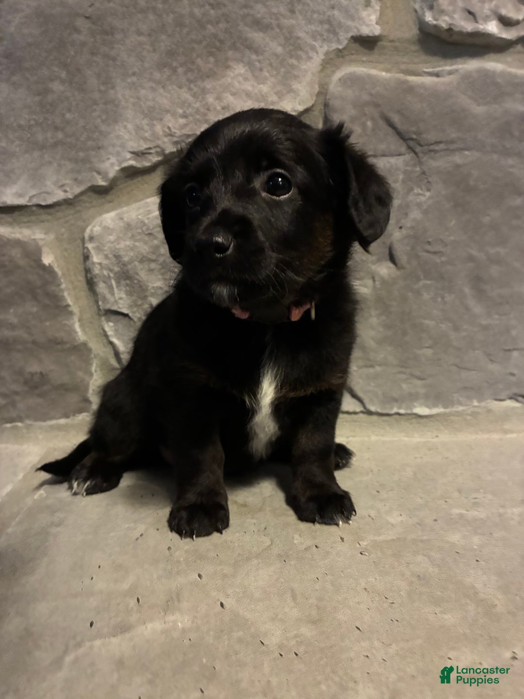 Corgipoo dogs for sale: Rascal Corgipoo - Ad 6