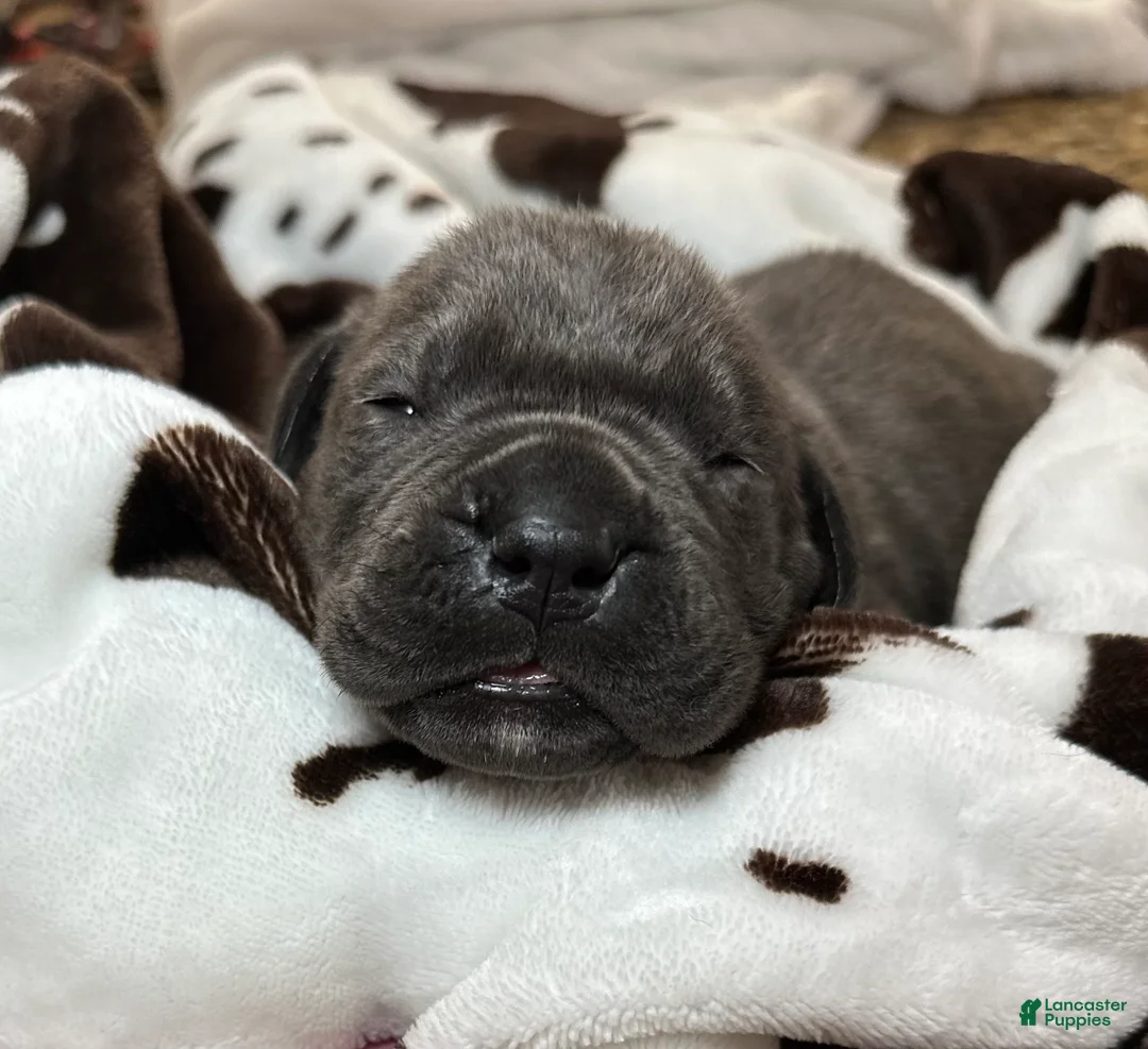 Cane Corso dogs for sale: Cane Corso Puppy 1 - Ad 1