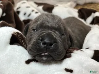 Cane Corso dogs Cane Corso Puppy 1 - Ad 30