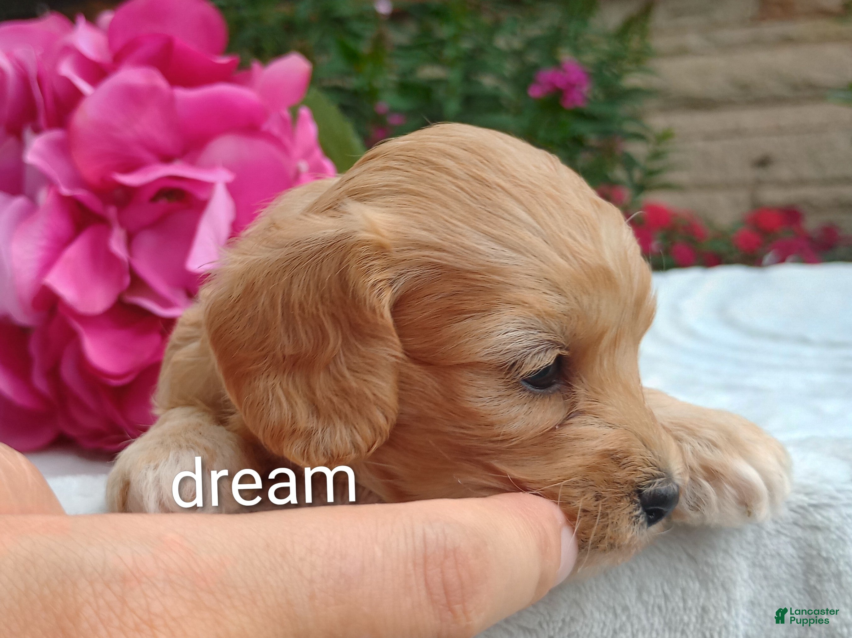 Cavapoo dogs Hadley - Ad 1