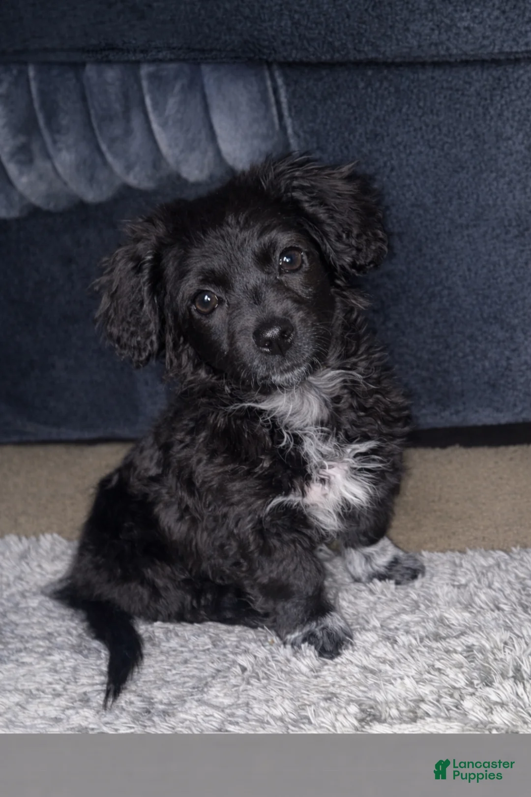 Shorkie dogs for sale: Shorkie Puppy 1 - Ad 1