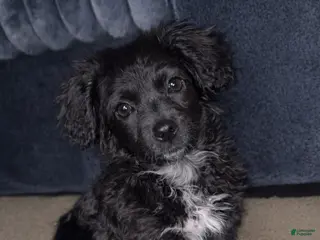 Shorkie dogs Shorkie Puppy 1 - Ad 19