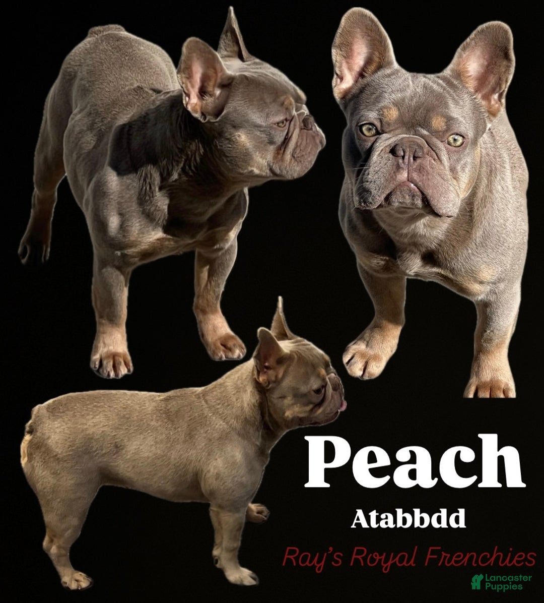 French Bulldog dogs for sale: Michelangelo - Ad 4