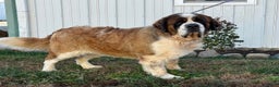 Saint Bernard dogs for sale: Rambo - Ad 1