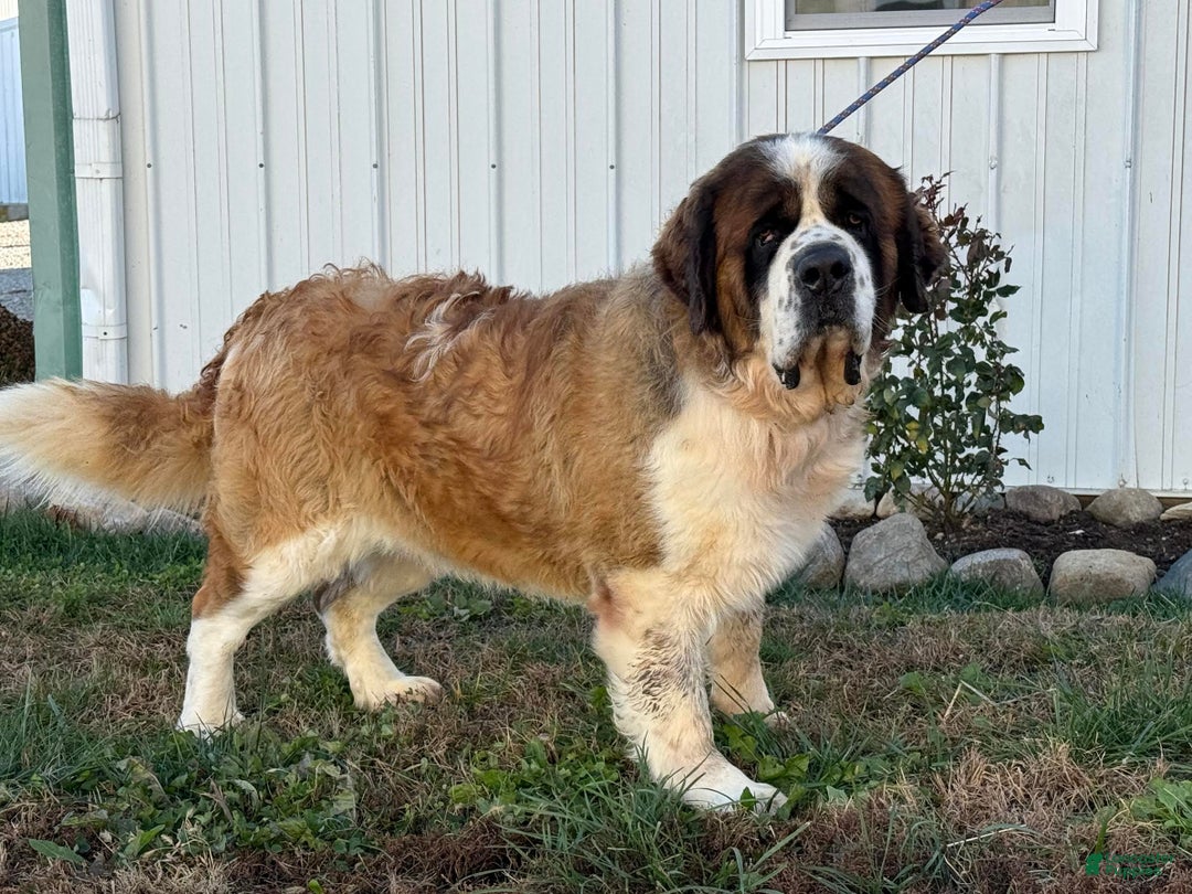 Saint Bernard dogs for sale: Rambo - Ad 1