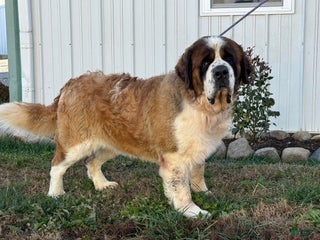 Saint Bernard dogs Rambo - Ad 5