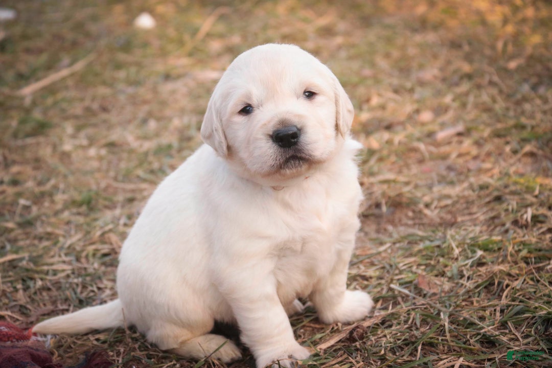 Golden Retriever dogs for sale: Rumble - Ad 8