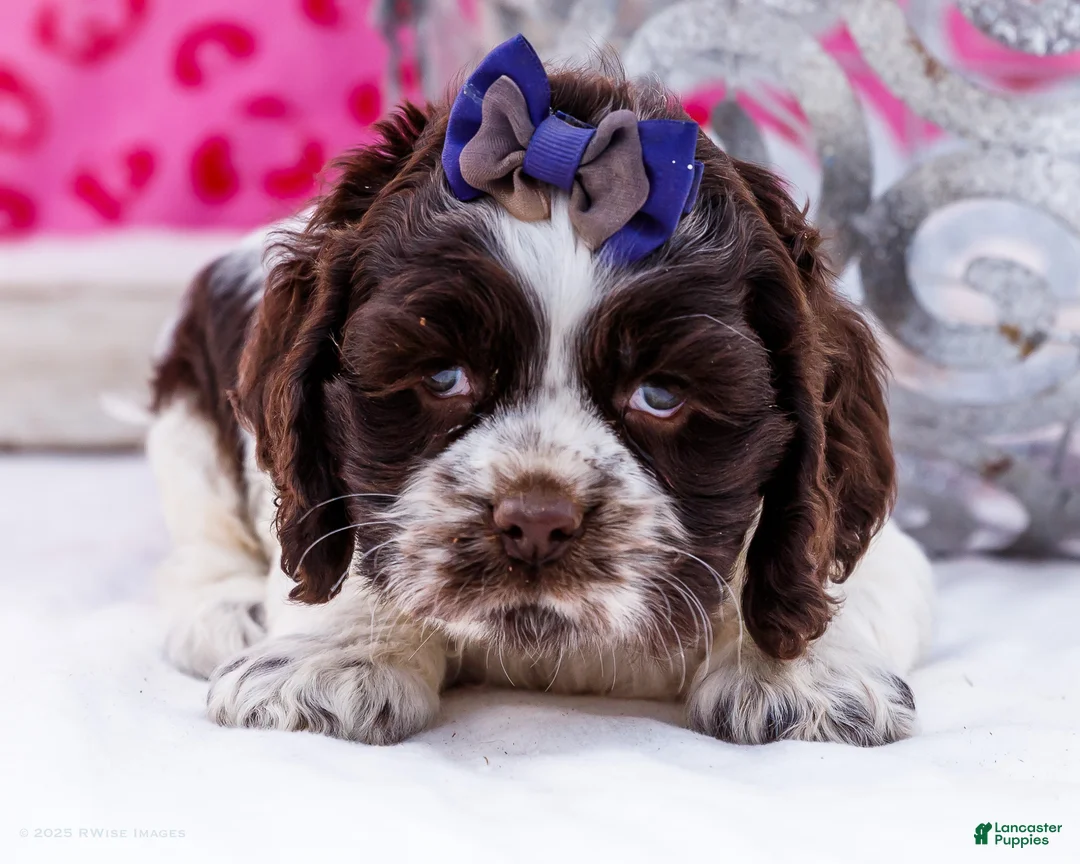 Cocker Spaniel dogs for sale: Whiskers - Ad 2