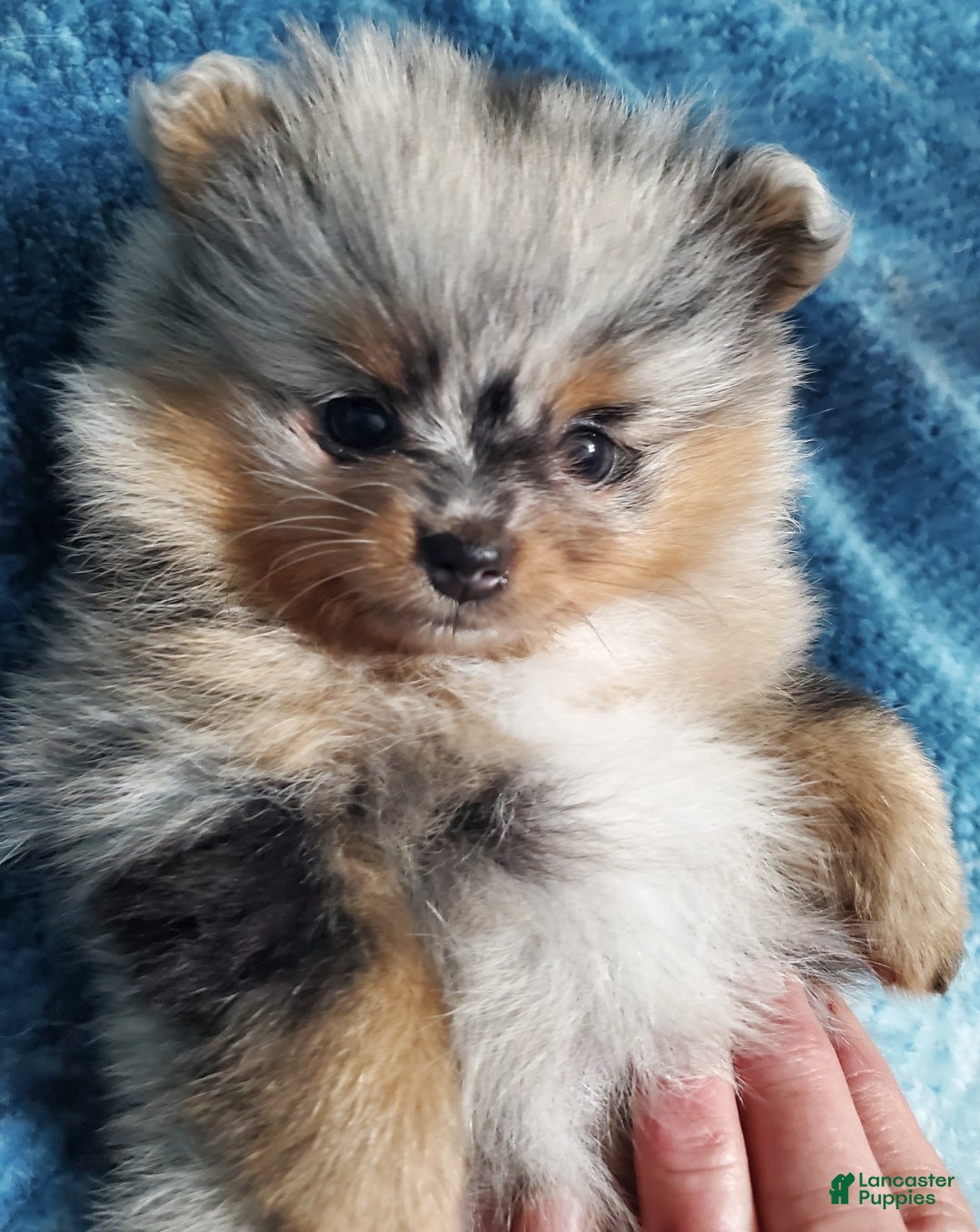 Pomeranian dogs Lily - Ad 33