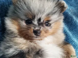 Pomeranian dogs Lily - Ad 15