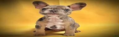 French Bulldog 3