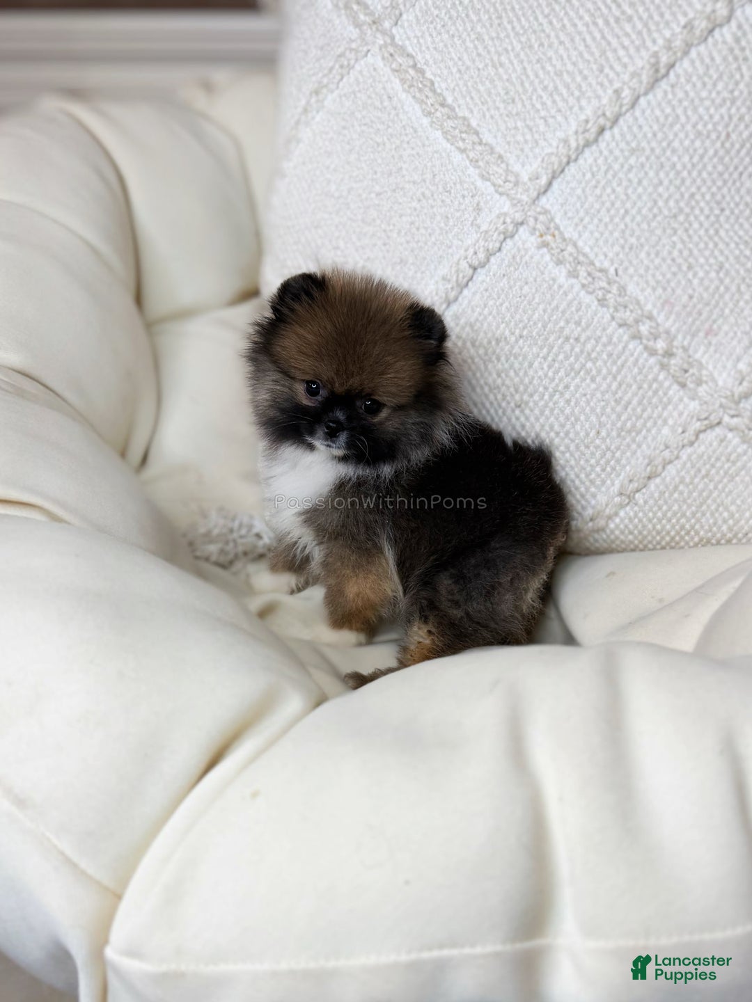 Pomeranian dogs for sale: Little Spidey - Ad 2