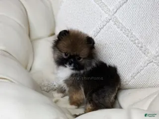 Pomeranian dogs Little Spidey - Ad 29