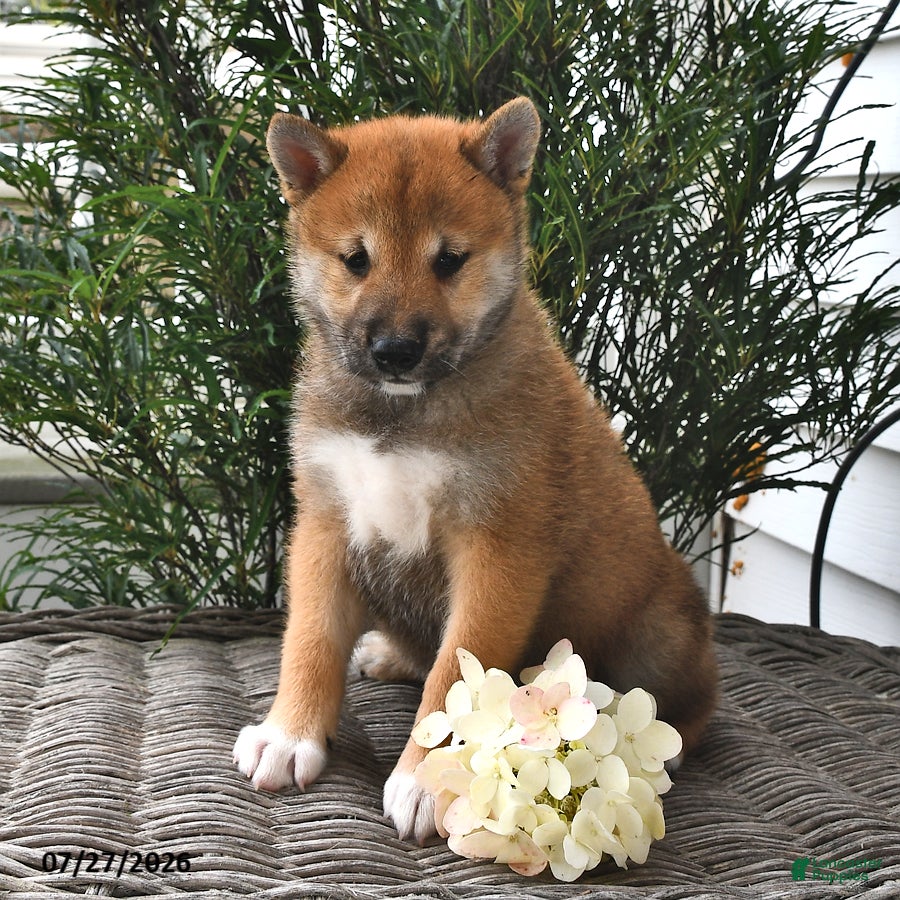 Shiba Inu dogs Spencer - Ad 1